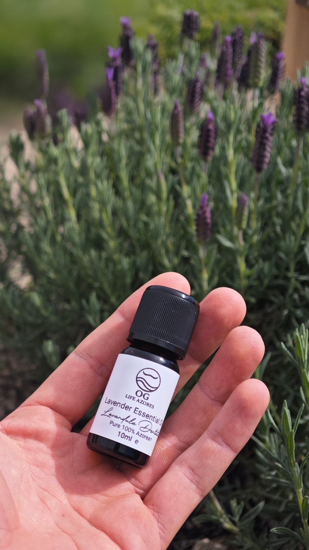 Rosemary Essential Oil by OG Life Azores