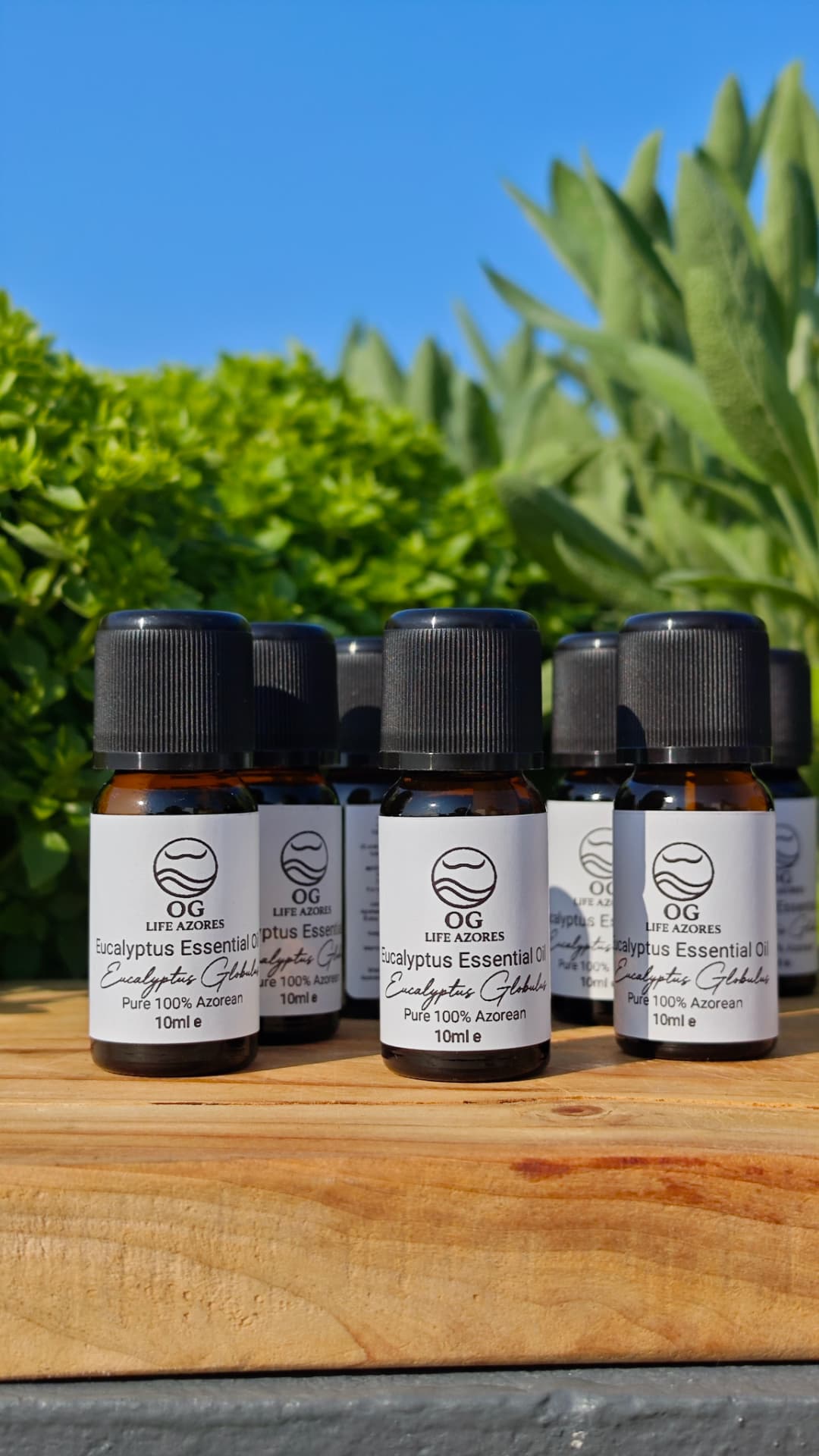 Eucalyptus Essential Oil by OG Life Azores