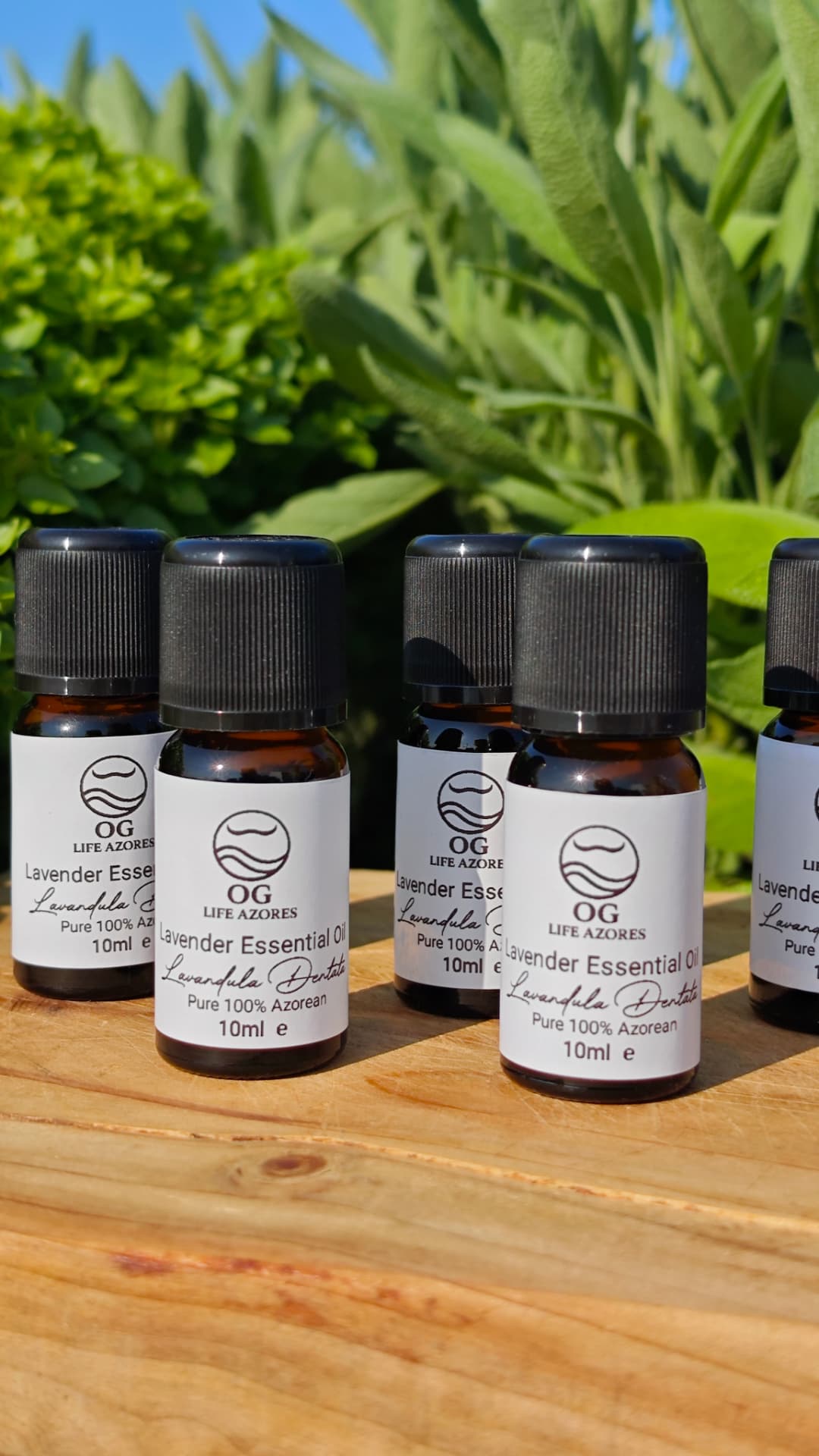 Row of Lavender Essential Oil 10 ml bottles in the herb garden