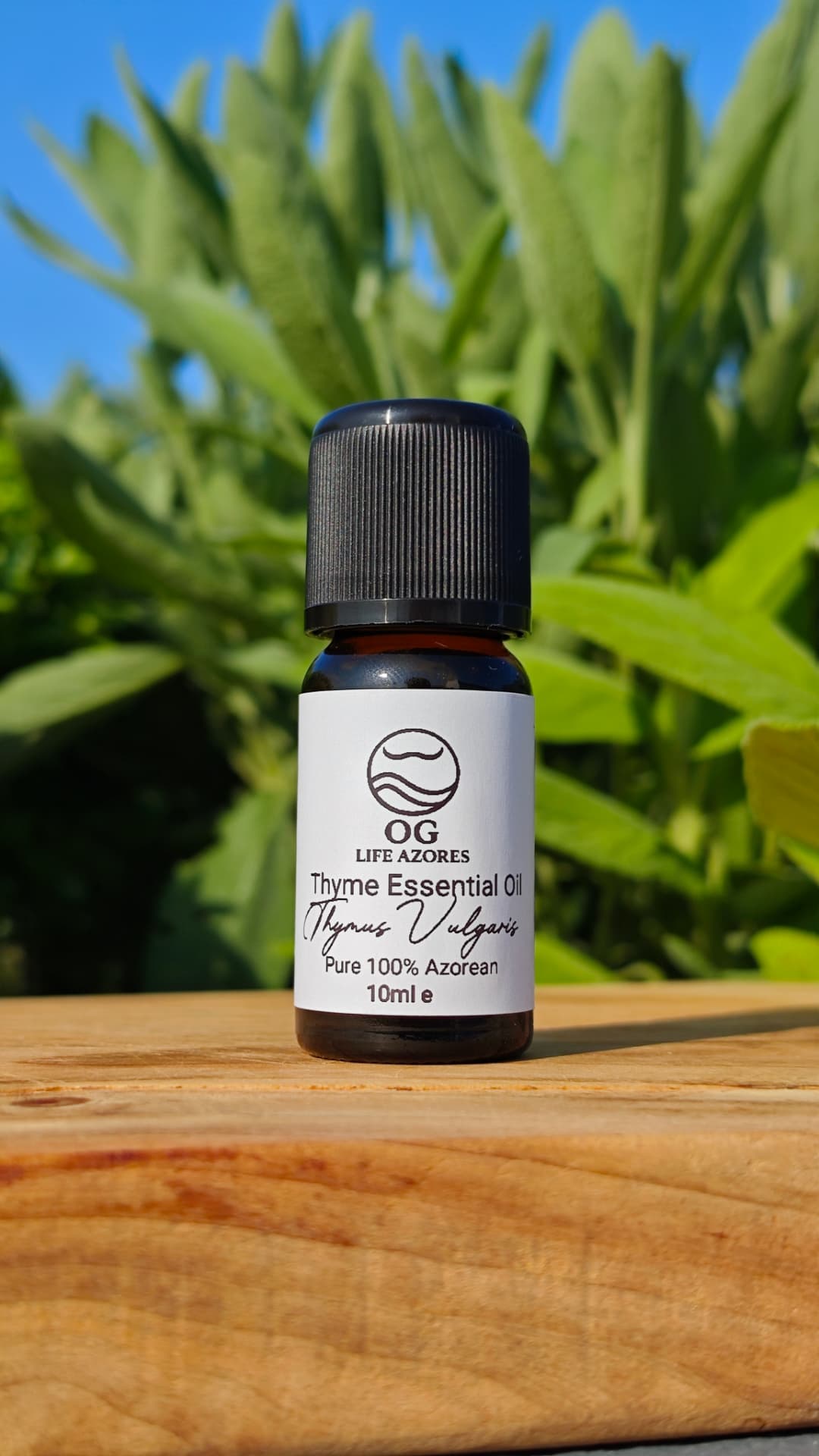 Thyme Essential Oil by OG Life Azores