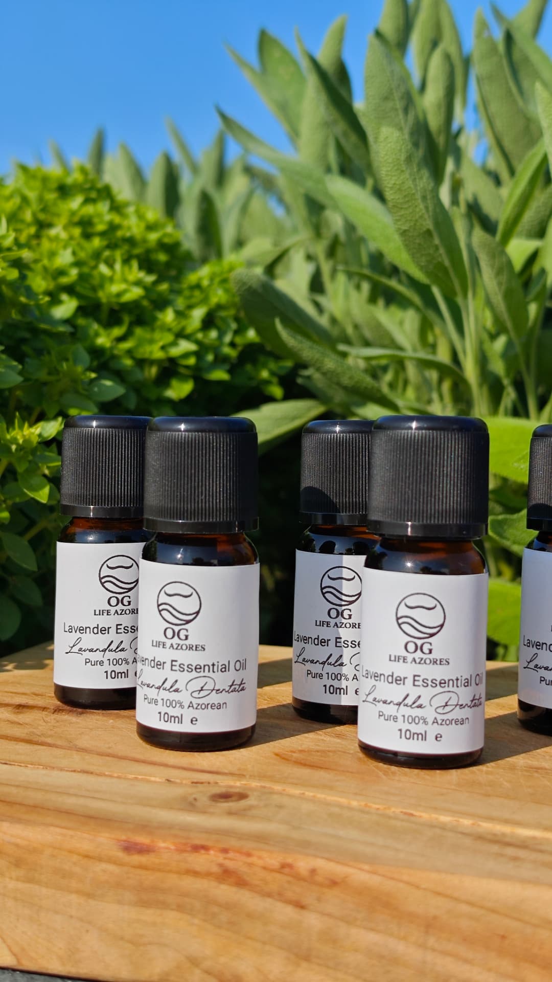 Lavender essential oil in the garden