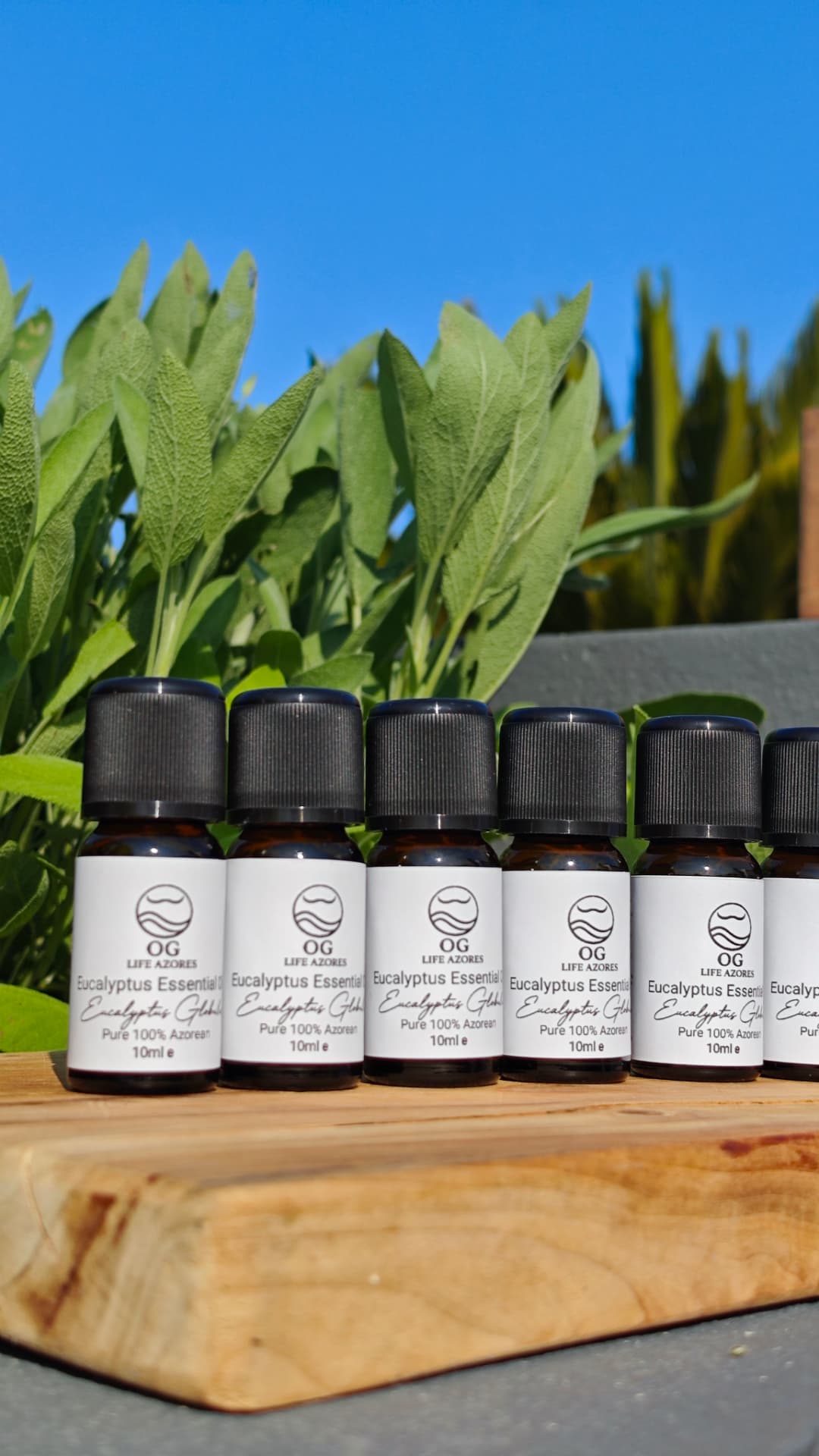 Eucalyptus Globulus essential oil bottles lined up on a wooden board