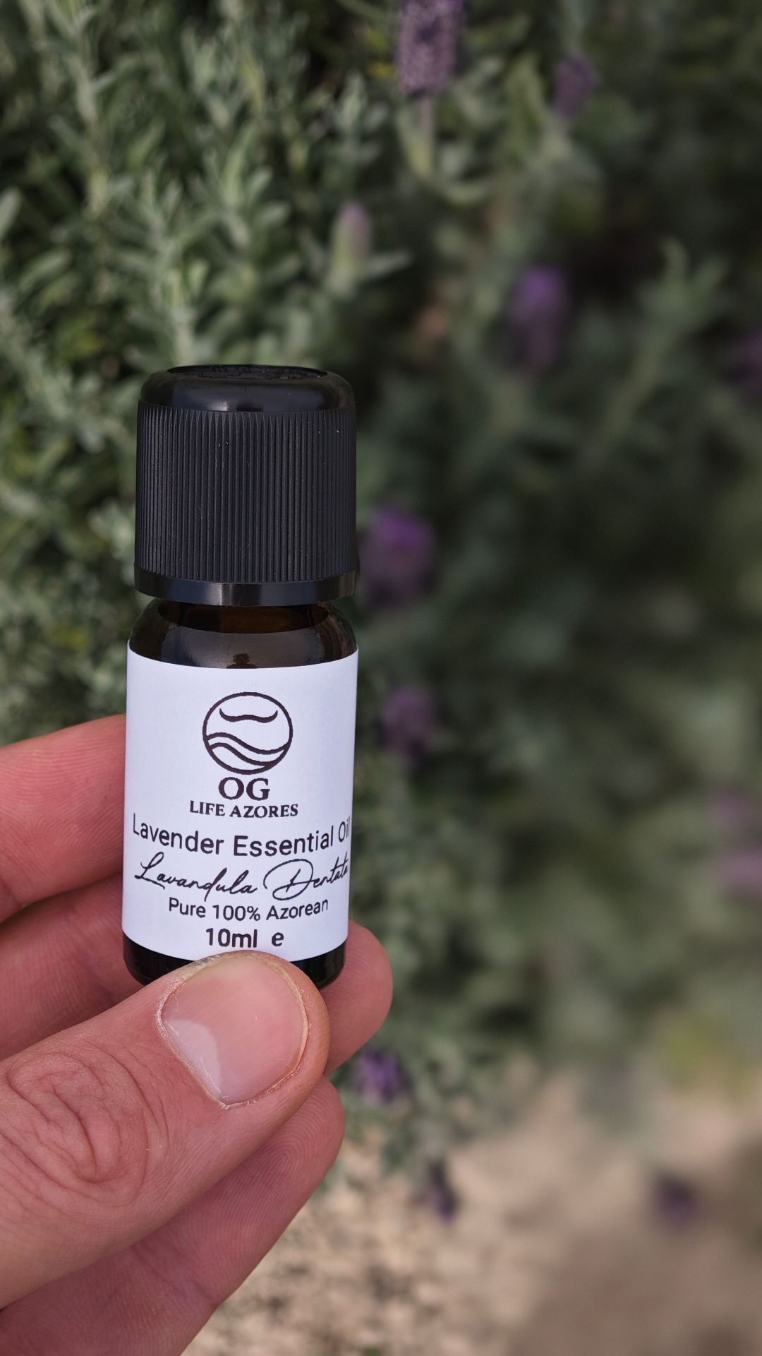 Lavender essential oil label close-up