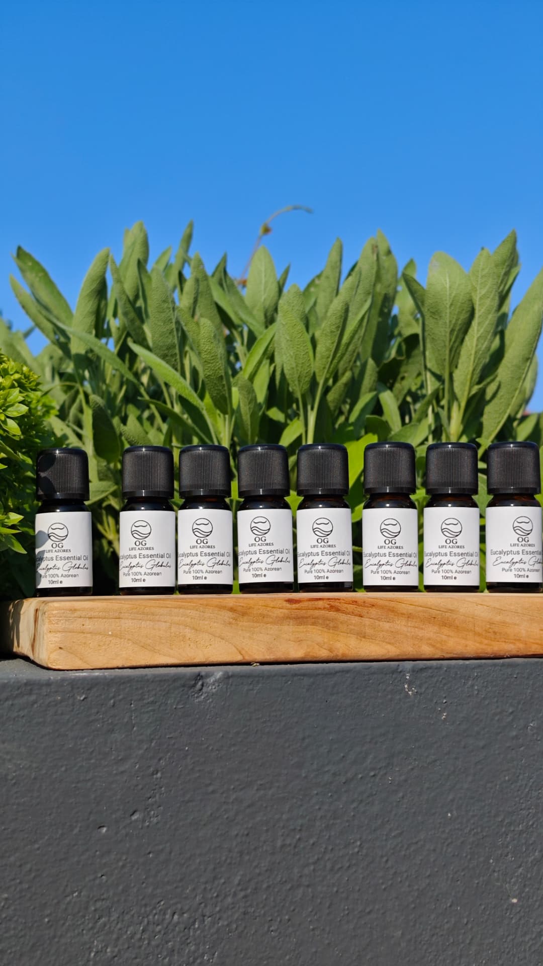 Eight Eucalyptus essential oil bottles on a plank under blue sky