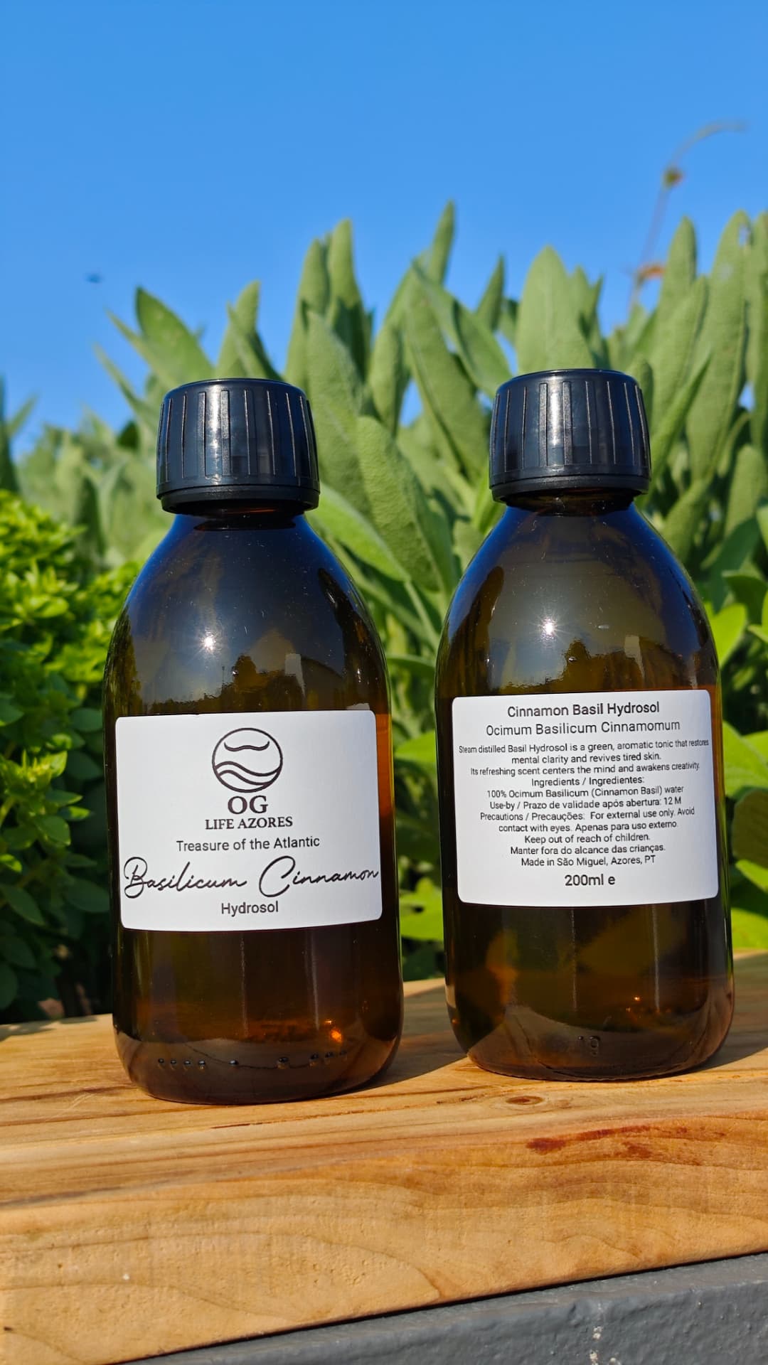 Cinnamon Basil Hydrosol by OG Life Azores