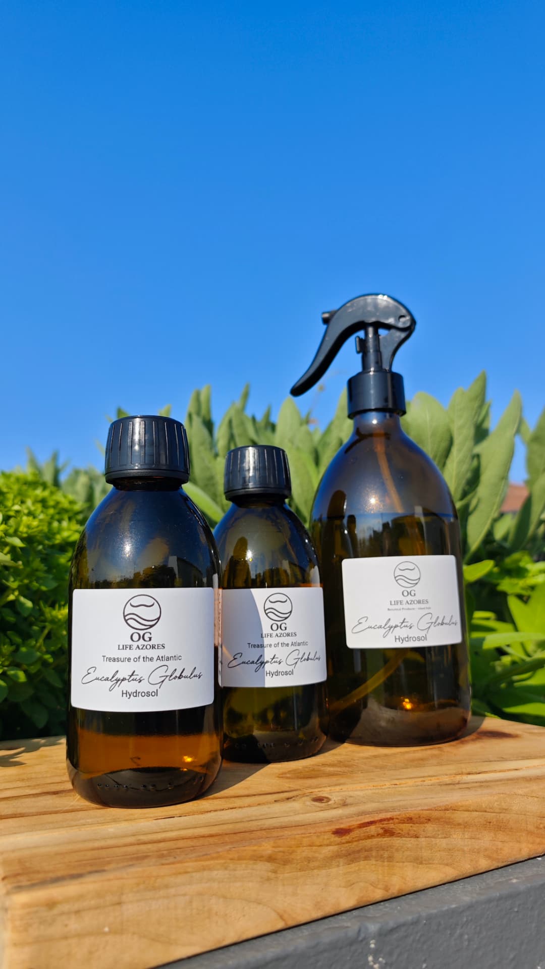 Eucalyptus Hydrosol by OG Life Azores