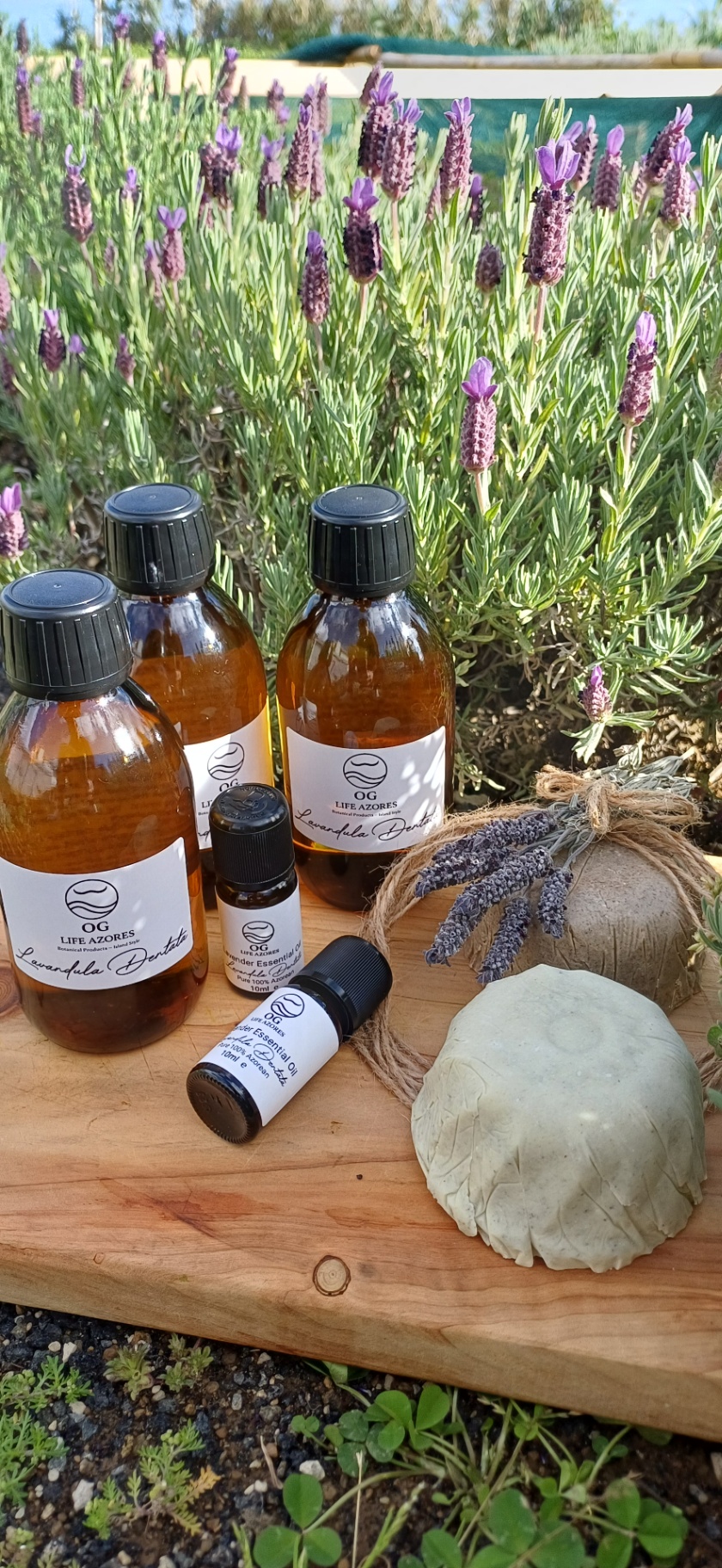 Pinus Nigra Essential Oil by OG Life Azores