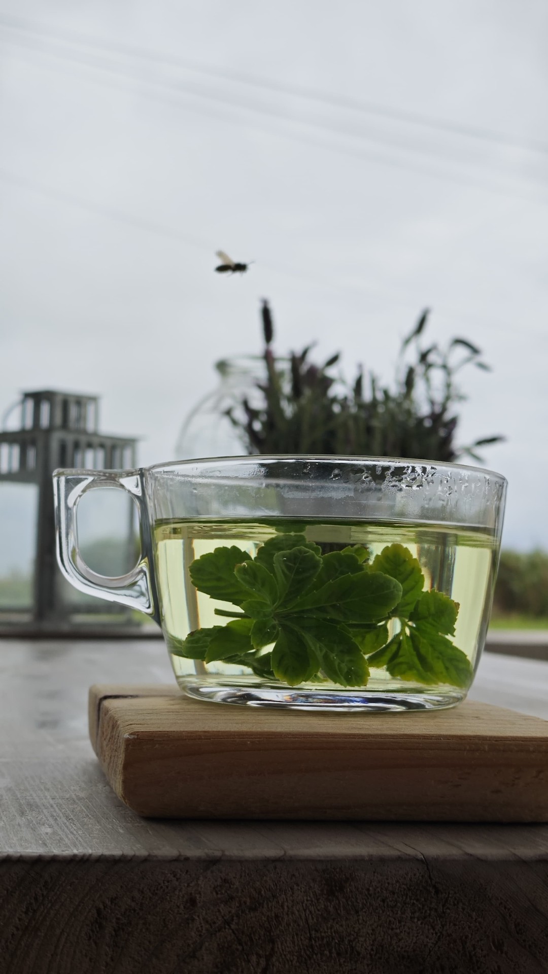 Glass cup of fresh Jiaogulan tea with a bee flying above